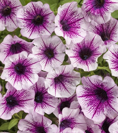 Petunia Supertunia® Mulberry Charm